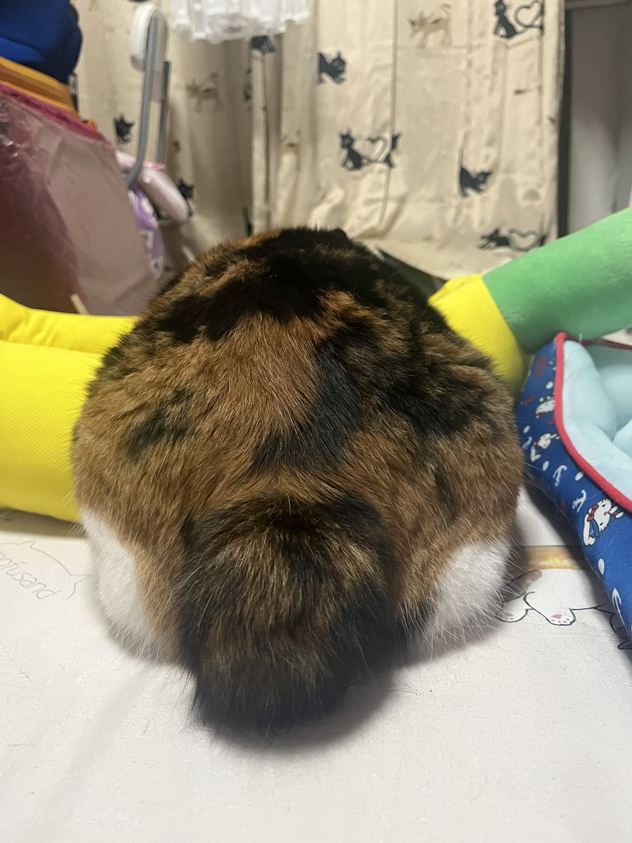 milk_choco0402's tweet photo. トトロみたいなお尻ฅ⁠^⁠•⁠ﻌ⁠•⁠^⁠ฅ
#ミルクとチョコ　#三毛猫　#黒猫　#猫がいる暮らし https://t.co/xw2ZDJJtfI