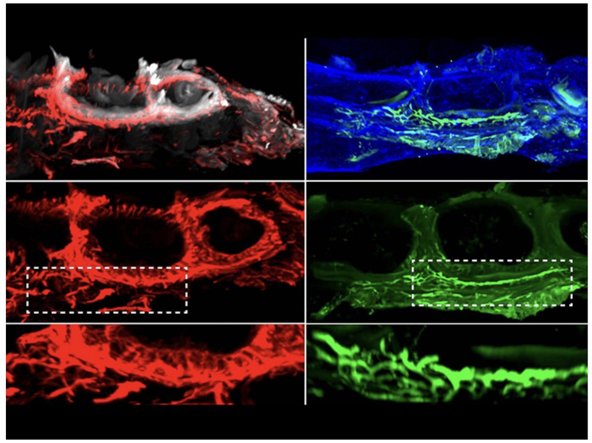 KusumbeLab's tweet photo. Pleased to see our ERC project featured by European Commission’s CORDIS

Our work reveals how ageing alters vascular niches to influence tumour cells, while vascular and lymphatic microenvironments shape skeletal and tissue aging and regeneration 👇 

https://t.co/f6iPixjIdl https://t.co/yZ2Wu6Tu62