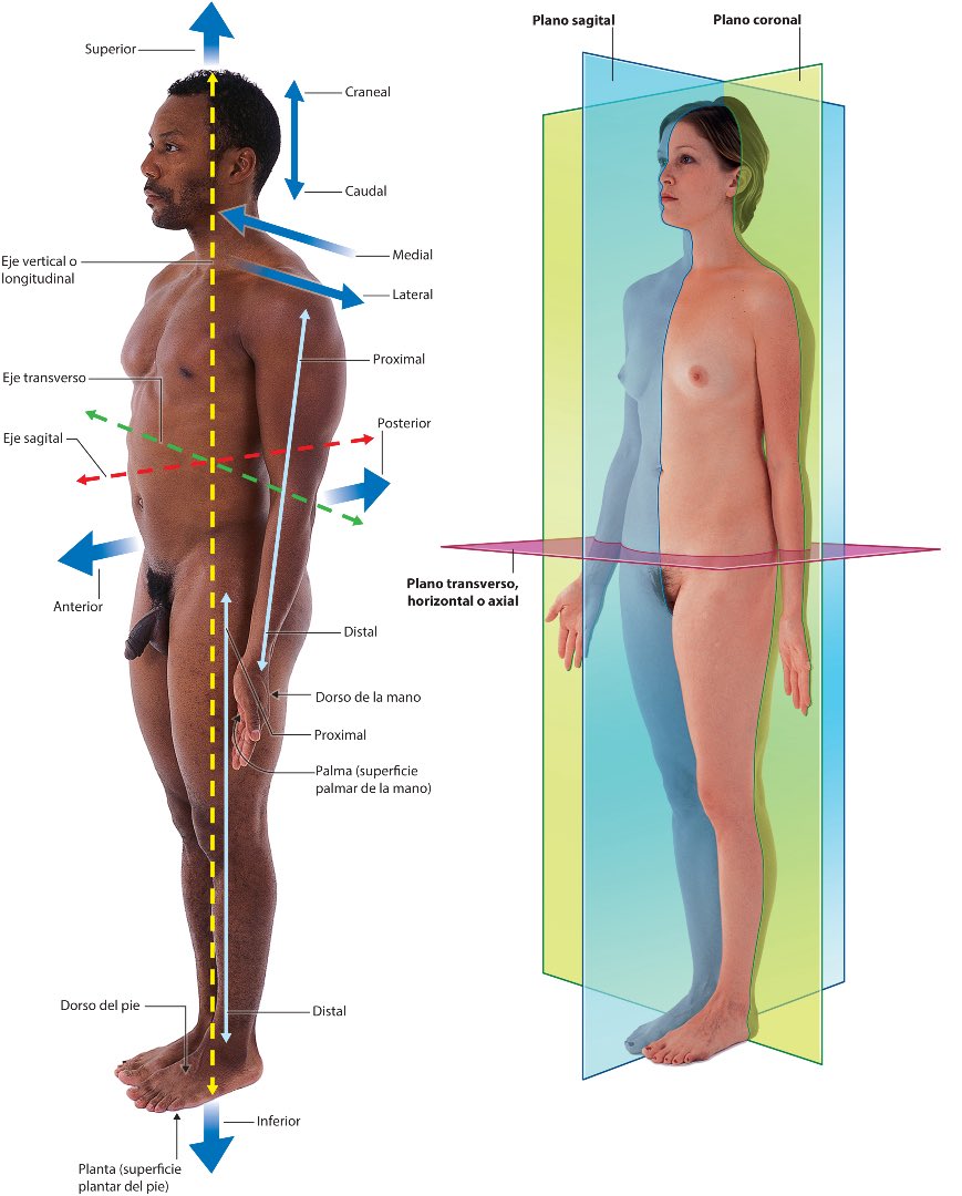 EPSNtrIco's tweet photo. L’anatomie du corps humain 
L’un de cours essentiel de la médecine 🥰 https://t.co/eLKMVF96wP