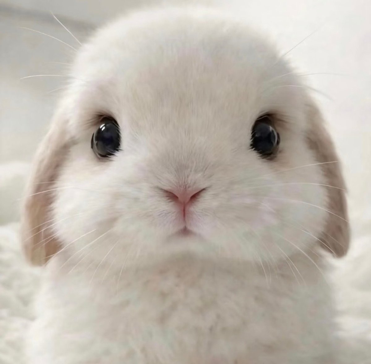 luvnjj4ever's tweet photo. เจเจเป็นกระต่ายน้อยนะ 🐰🥺 https://t.co/hbxNvciFu8