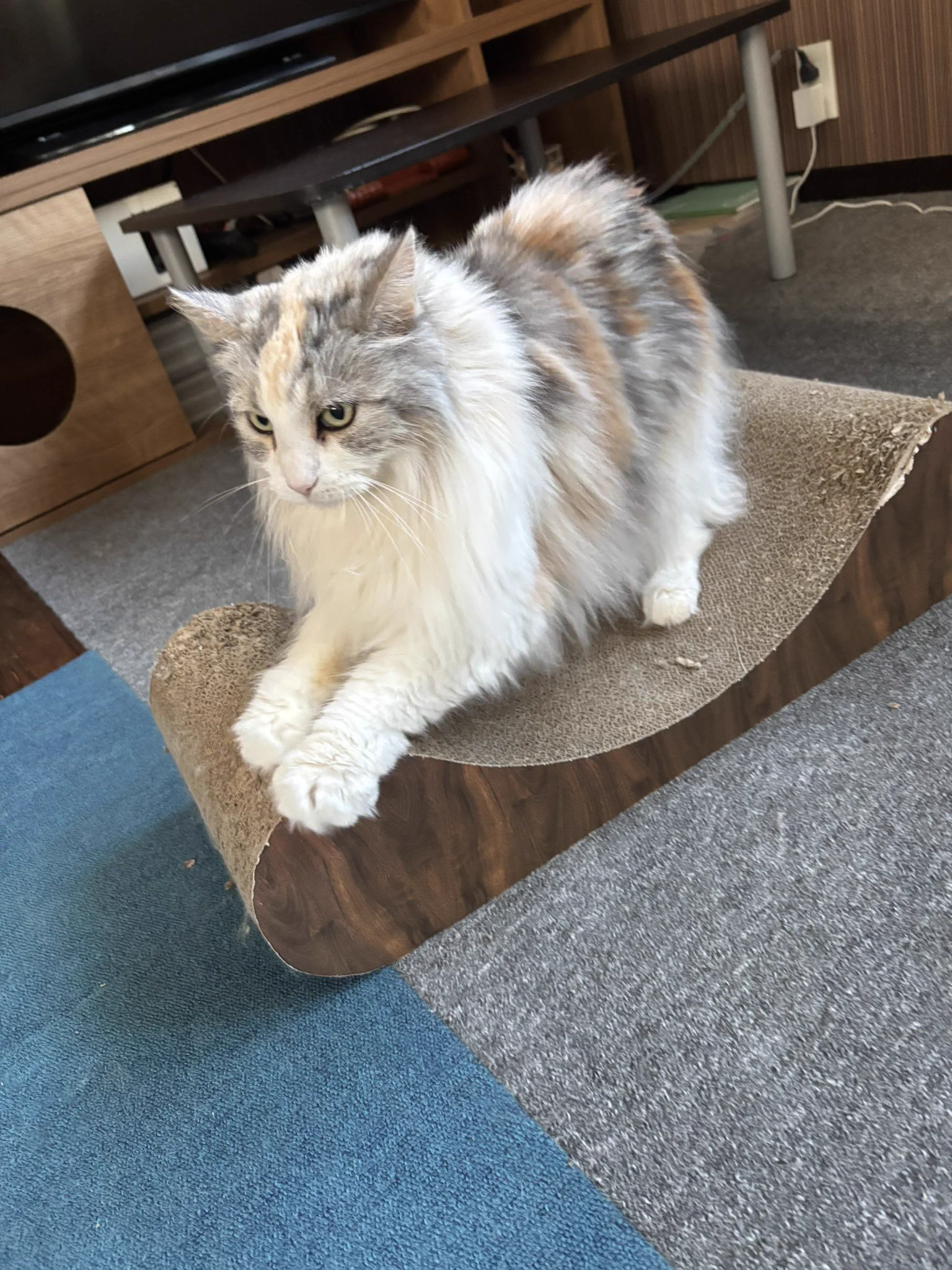 猫カフェ mof.mof on X: 