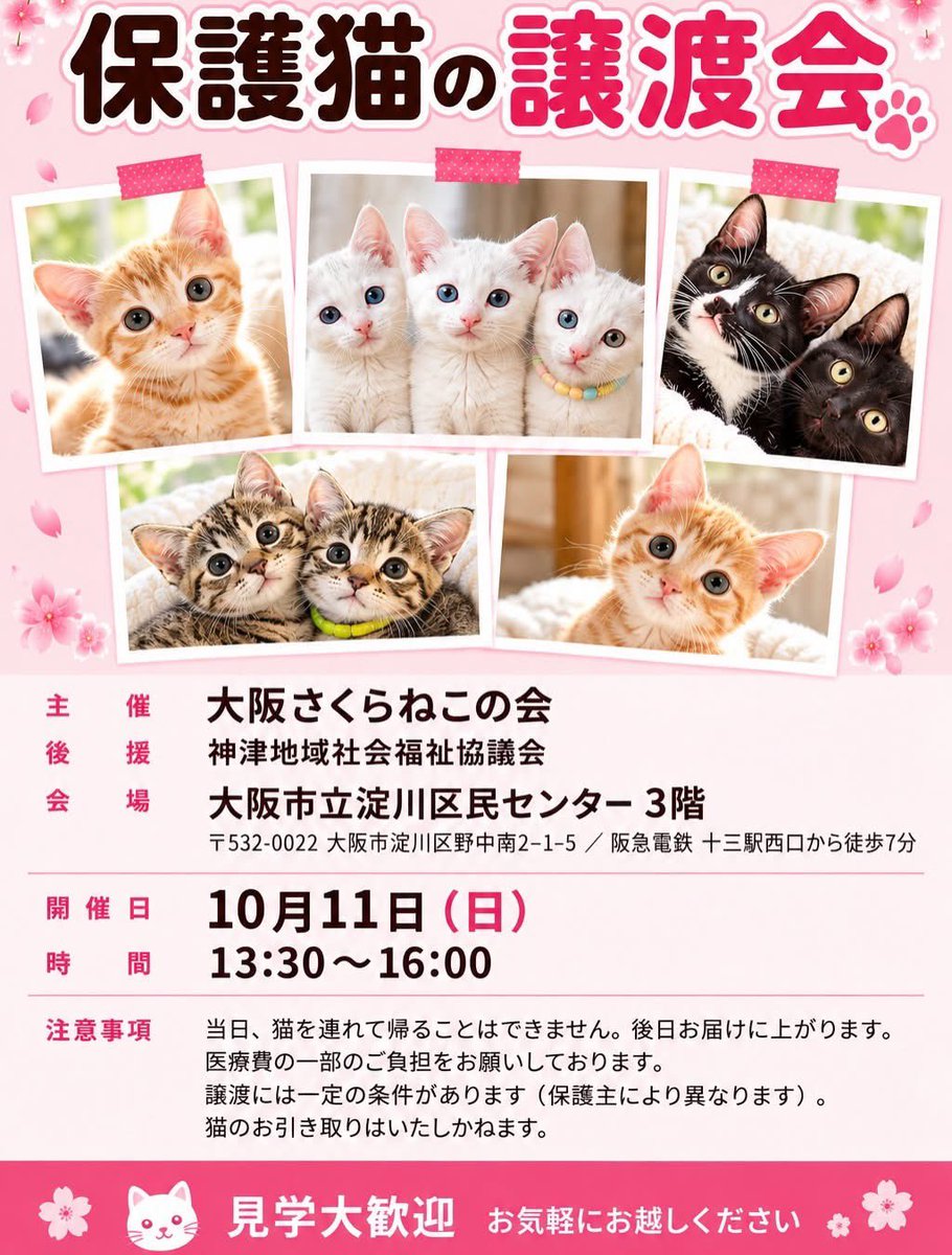 juso_sakuraneko's tweet photo. 【大阪市・保護猫の譲渡会のお知らせ🐱🌸】

今週末は
子猫さん多めの譲渡会です🐱🌸

可���い子たちが
ずらりとご縁を待っています☺️

「猫と暮らしたいな」
「新しい家族を迎えたいな」
とお考えの皆さま
ぜひ会いにいらしてください✨

一匹でも多くの子が
素敵なご縁をつかめますよう
投稿のシェア・拡散にも
お力添えいただけましたら
嬉しいです🙏

また、大阪さくらねこの会では
一緒に活動してくださる
ボランティアさんも募集中です🌸

・一時預かり
・譲渡会の運営
・SNSなど広報のお手伝い
・デザインがお得意な方
・猫の搬送などなど

「これならできるかも？」
ということがございましたら
ぜひお力をお貸しください☺️

猫を迎えるご予定のない方も
ご見学だけでも大歓迎です✨

どうぞお気軽に
遊びにいらしてくださいね🐾

皆さまのお越しを
猫たちと一緒に
お待ちしております💕

※猫たちの体調等により
当日やむを得ず不参加となる
場合がございます。
あらかじめご了承くださいませ。

大変ありがたいことに
素敵なご縁が続き
お届けラッシュとなっております💖

皆様へのお礼や
嬉しいご報告がたまったままで
申し訳ございません🙇‍♀️

順次ご報告させていただきますので
今しばらくお待ちいただけましたら幸いです🙏

#保護猫譲渡会
#大阪譲渡会
#里親募集