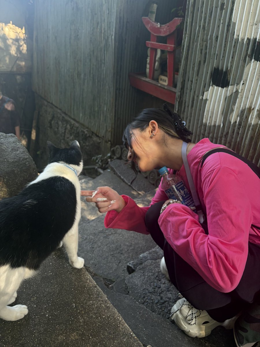 FicMiho's tweet photo. 白月みたいな色のねこさん🐈‍⬛ https://t.co/rsZlK5mf0l