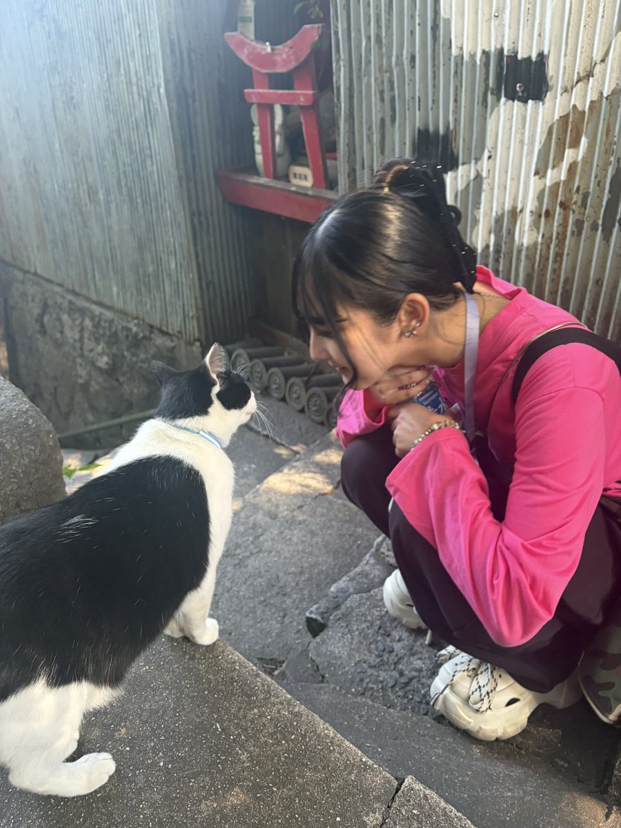 FicMiho's tweet photo. 白月みたいな色のねこさん🐈‍⬛ https://t.co/rsZlK5mf0l