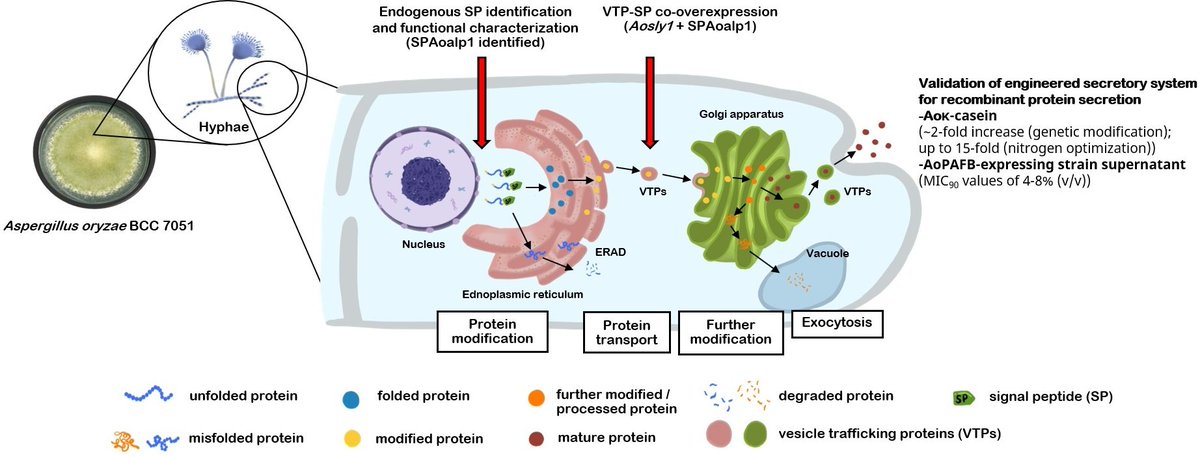 JoF_MDPI's tweet photo. A study published in the Journal of Fungi developed a two-step, carrier-free engineering strategy to enhance recombinant protein secretion in Aspergillus oryzae, an important food-grade industrial fungus.

🔗 Read the full article: https://t.co/6PTvvVvhGi
#AspergillusOryzae #JoF https://t.co/s09xmPQZRG