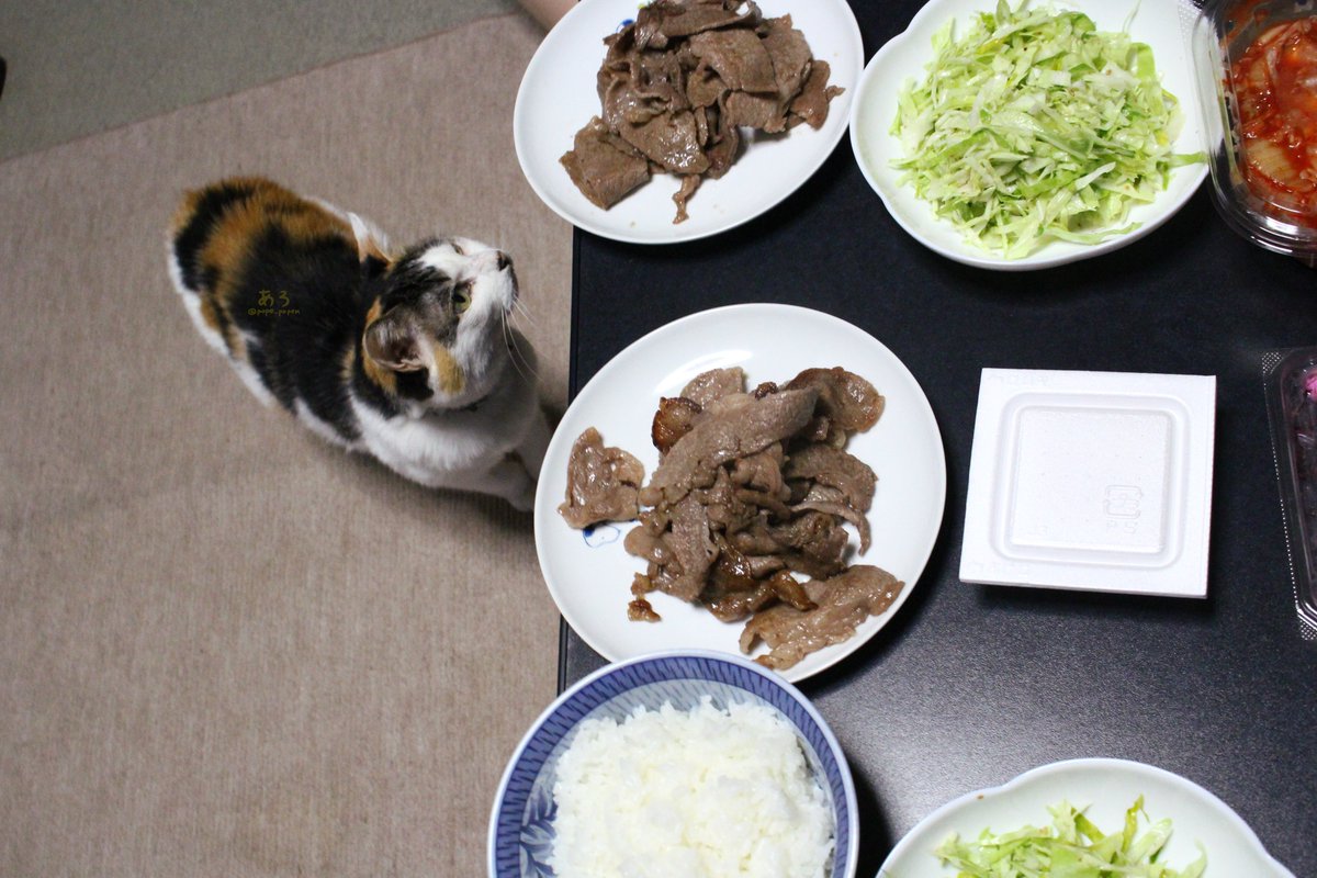 pope_popen's tweet photo. お肉にゃー🐱
いただきまーす😋

#夕飯 #猫 https://t.co/GLOA5wjhyj