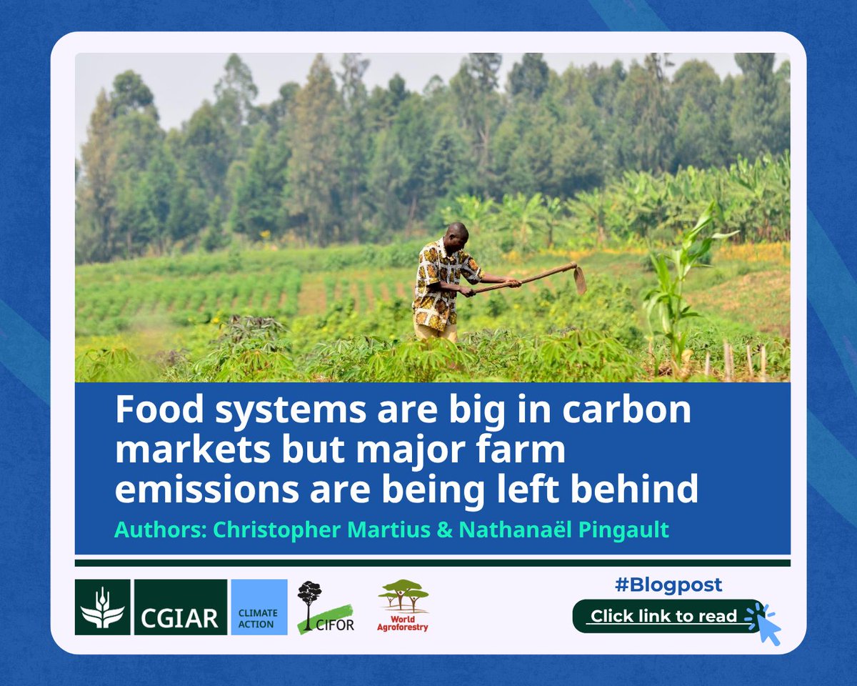 CGIARclimate's tweet photo. Livestock methane. Manure. Rice cultivation.

These are major sources of agricultural emissions yet they remain lightly represented in carbon markets compared with other parts of the food system due to incentives. Analysis by @CGIAR 

⏩ Learn more: https://t.co/jUKdYb3iAJ https://t.co/ZEgSF7x890