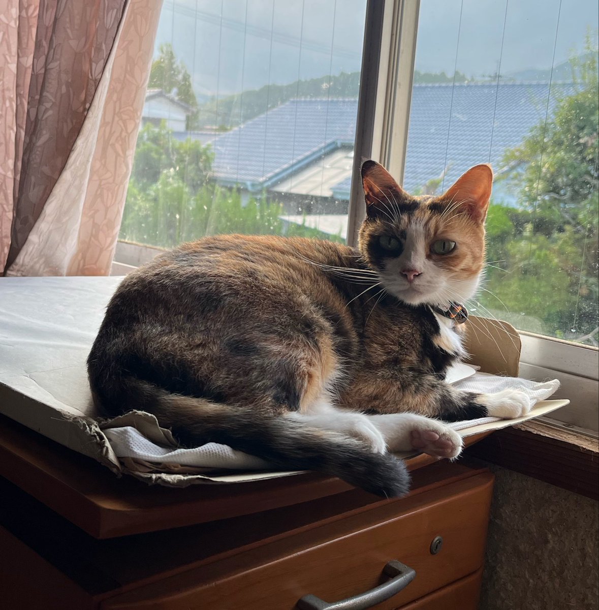 ponrin0830's tweet photo. 台風🌀が3つってどゆこと⁈
#猫好きさんと繋がりたい
#猫のいる暮らし https://t.co/lBQRpWzLOG