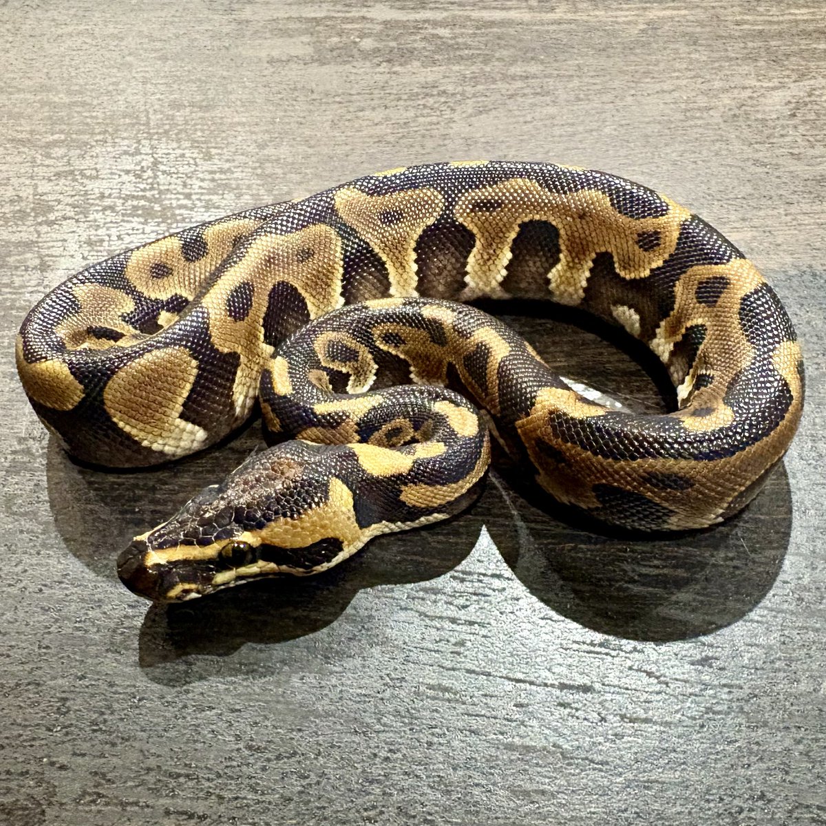 Ttri_BallPython's tweet photo. 販売個体紹介

1.0 レオパードエンチアスファルト/YB

¥15,000

模様の乱れ具合がかっこいい子です！
ファーストボールにおすすめです！

＊気になる生体がいましたらお気軽にDMお待ちしております🐍

#T_tri
#ボールパイソン https://t.co/rFMfdfaoGH