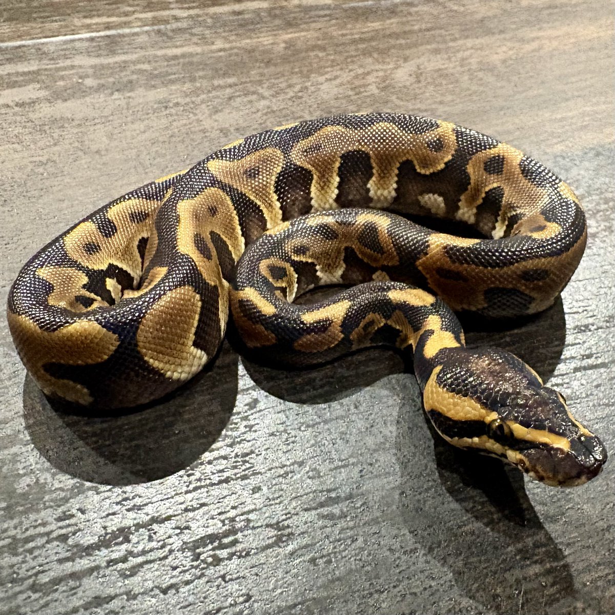 Ttri_BallPython's tweet photo. 販売個体紹介

1.0 レオパードエンチアスファルト/YB

¥15,000

模様の乱れ具合がかっこいい子です！
ファーストボールにおすすめです！

＊気になる生体がいましたらお気軽にDMお待ちしております🐍

#T_tri
#ボールパイソン https://t.co/rFMfdfaoGH