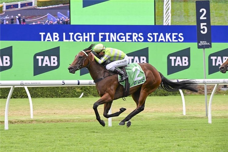 Luckybarrier's tweet photo. 🚨🚨 BREAKING: SAVVY HALLIE IS LOCKED IN FOR THE EVEREST! 🚨🚨

It’s official — Savvy Hallie is heading to the world’s richest race on turf! 🌏🏇💰

The Brad Widdup-trained star has secured her place in The Everest, with Mulberry Racing taking the slot.

After putting together a seriously impressive preparation, Savvy Hallie now gets her chance to line up against the very best sprinters in the country on the biggest stage of them all.

🔥 HORSE: Savvy Hallie
🏇 TRAINER: Brad Widdup
🎟️ SLOT HOLDER: Mulberry Racing
🏆 RACE: The Everest

This is HUGE for the connections, the stable and everyone who has been following this mare. The Everest dream is officially REALITY.

SAVVY HALLIE. LOCKED IN. 🌎🏆