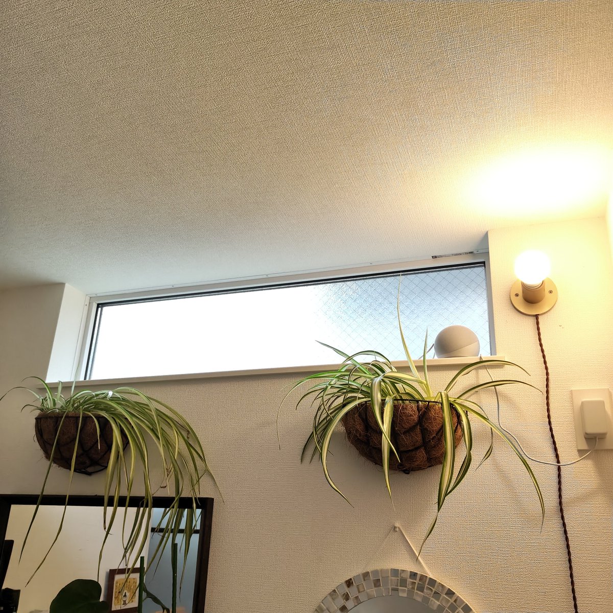 motoutput's tweet photo. 洗面室のオリヅルラン。
水不足で少し枯れてたので、植え替え。

元気ないものも、しばらくしたら復活するでしょう。

#観葉植物 https://t.co/xTmrLwBkDt