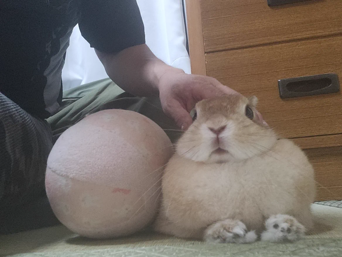 ゴンちゃん on X: 