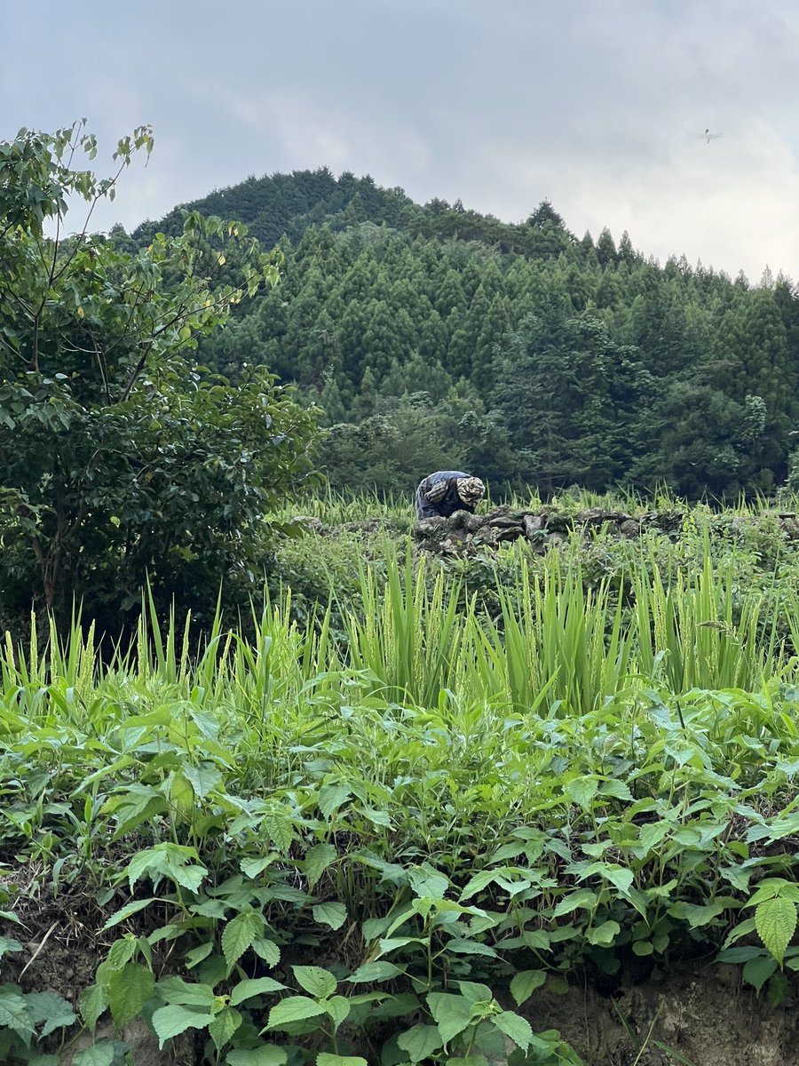 daikouen56's tweet photo. 応援してもらえますか？
福岡八女の山の上で家族で
農薬、化学肥料、除草剤に頼らず、
八女茶と棚田米を作っています。 https://t.co/YsMX8lRaOE