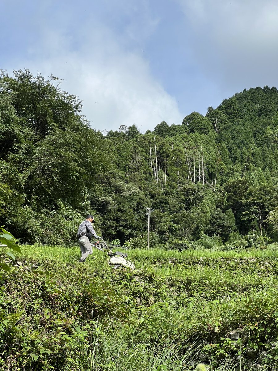 daikouen56's tweet photo. 応援してもらえますか？
福岡八女の山の上で家族で
農薬、化学肥料、除草剤に頼らず、
八女茶と棚田米を作っています。 https://t.co/YsMX8lRaOE