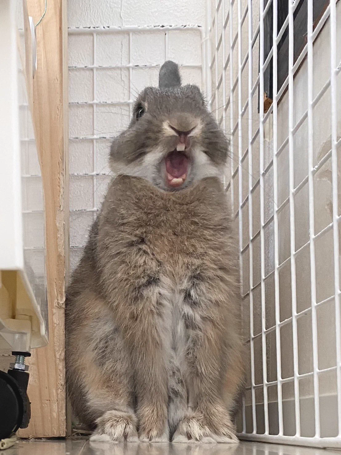 百福堂🐰デザフェス両日N-160.161西4F on X: 