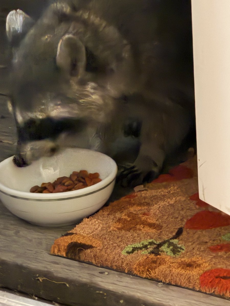 RussianblueCat5's tweet photo. Mr Raccoon stopped by for some cat food. https://t.co/myOEvl8qIt