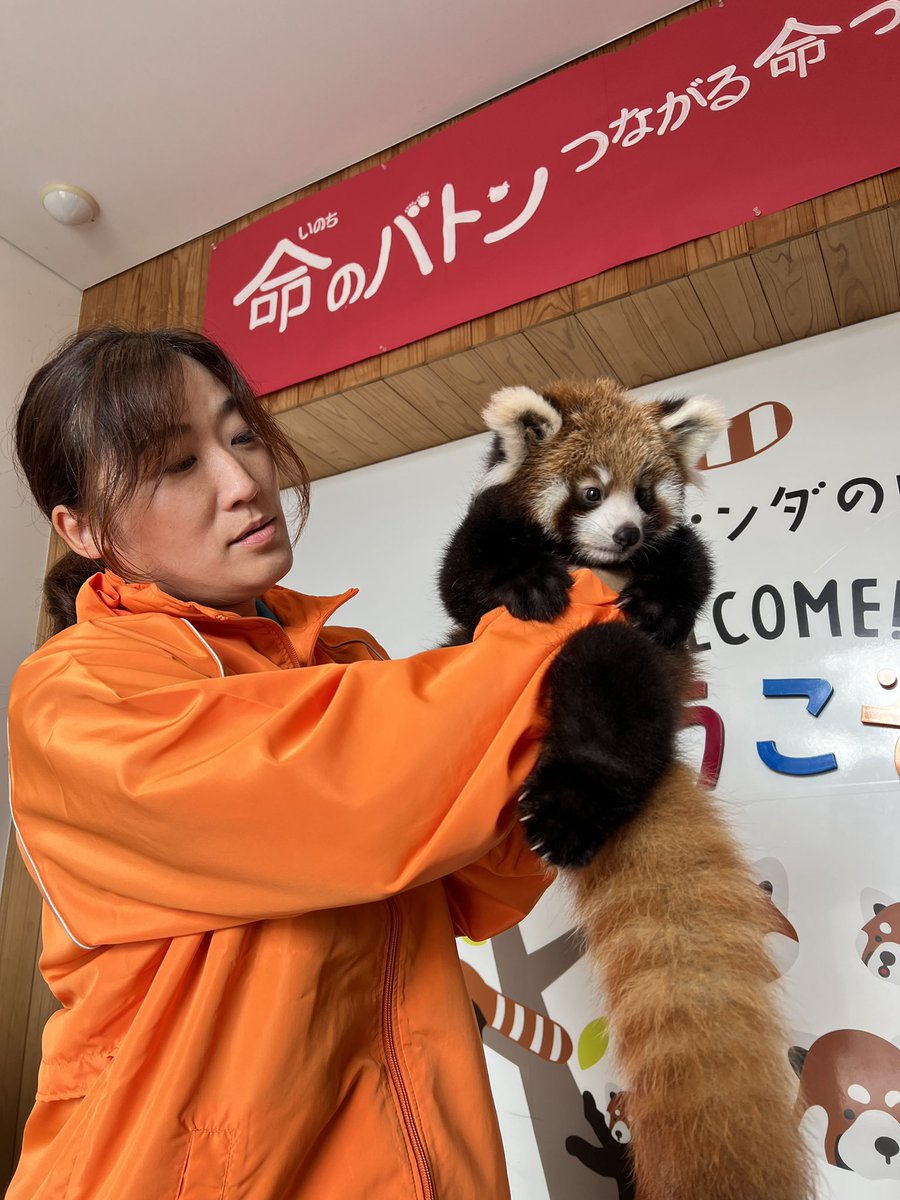 katsuhisas's tweet photo. 6月26日に誕生したレッサーパンダの「かのこ（母）とライト（父）のあかちゃんを一足先にマスコミの皆さんへ公開させていただきました^_^。皆さん、可愛いって^_^。一般公開は7日から予定し14時から20分ほどの予定。体調などを一番に考え公開していきますが公開できないこともあります。ご理解ください https://t.co/rRRbuq4myv