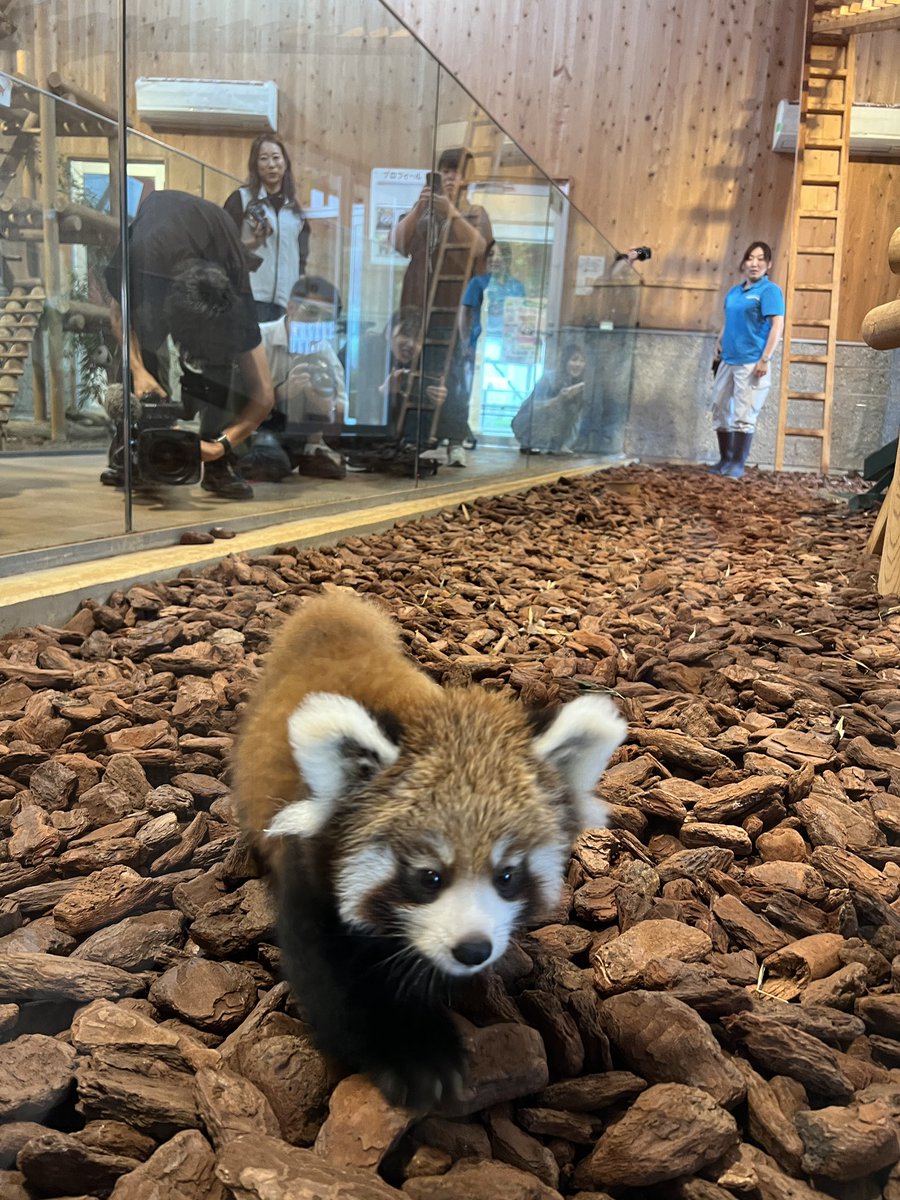katsuhisas's tweet photo. 6月26日に誕生したレッサーパンダの「かのこ（母）とライト（父）のあかちゃんを一足先にマスコミの皆さんへ公開させていただきました^_^。皆さん、可愛いって^_^。一般公開は7日から予定し14時から20分ほどの予定。体調などを一番に考え公開していきますが公開できないこともあります。ご理解ください https://t.co/rRRbuq4myv