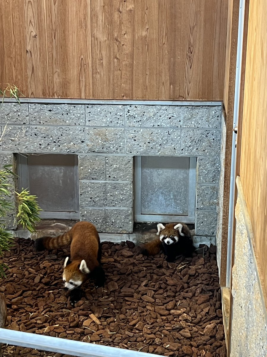 katsuhisas's tweet photo. 6月26日に誕生したレッサーパンダの「かのこ（母）とライト（父）のあかちゃんを一足先にマスコミの皆さんへ公開させていただきました^_^。皆さん、可愛いって^_^。一般公開は7日から予定し14時から20分ほどの予定。体調などを一番に考え公開していきますが公開できないこともあります。ご理解ください https://t.co/rRRbuq4myv