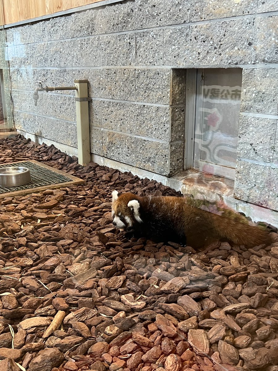 katsuhisas's tweet photo. 6月26日に誕生したレッサーパンダの「かのこ（母）とライト（父）のあかちゃんを一足先にマスコミの皆さんへ公開させていただきました^_^。皆さん、可愛いって^_^。一般公開は7日から予定し14時から20分ほどの予定。体調などを一番に考え公開していきますが公開できないこともあります。ご理解ください https://t.co/rRRbuq4myv