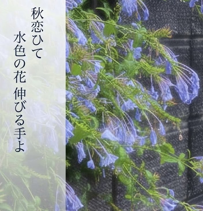 medarion's tweet photo. ＃ゆる募　＃綿帽子のキリトリ世界

秋恋ひて  
水色の花 
伸びる手よ 

2026.10.5
みゅうぜ

＃俳句 https://t.co/zIXOhvWNoC