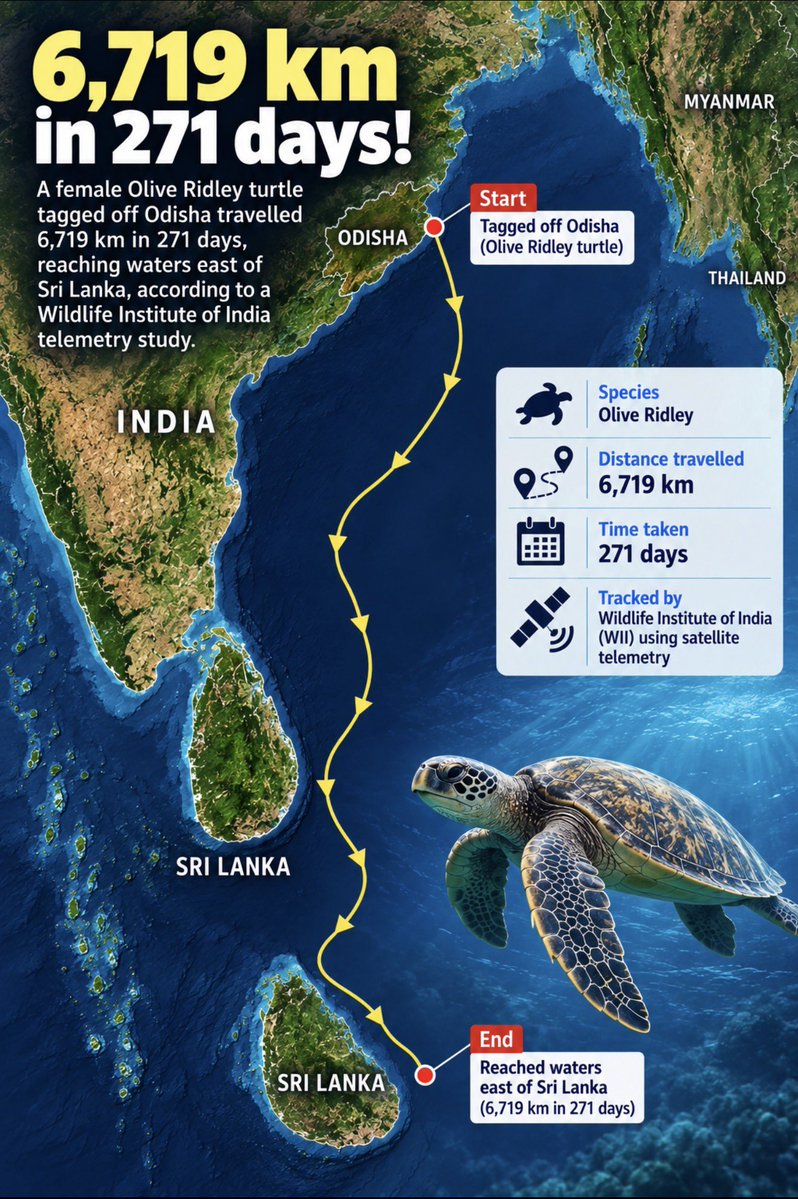 manas_muduli's tweet photo. Imagine swimming 6,719 km across the ocean without a map or compass!!

A female Olive Ridley turtle tagged off Odisha travelled this incredible distance in just 271 days, reaching waters near Sri Lanka, according to a WII telemetry study.

A remarkable journey that offers new insights into the migration routes of Olive Ridleys and the importance of protecting their ocean habitats.

Nature never stops amazing us. 

#OliveRidley #Odisha #Wildlife