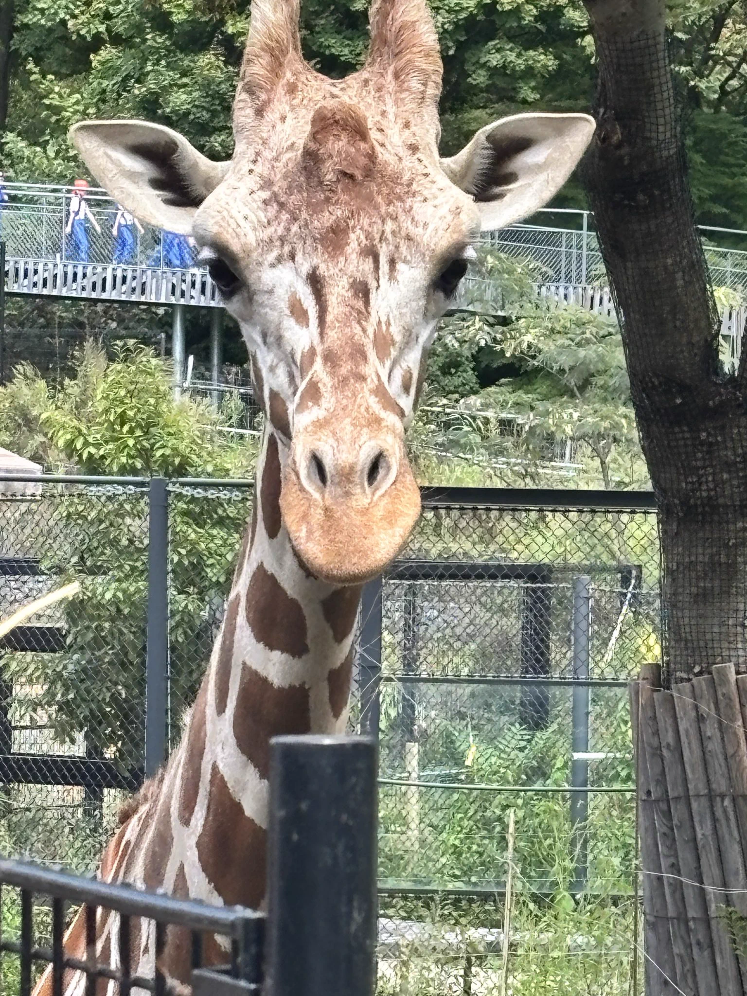 盛岡市動物公園 ZOOMO on X: 
