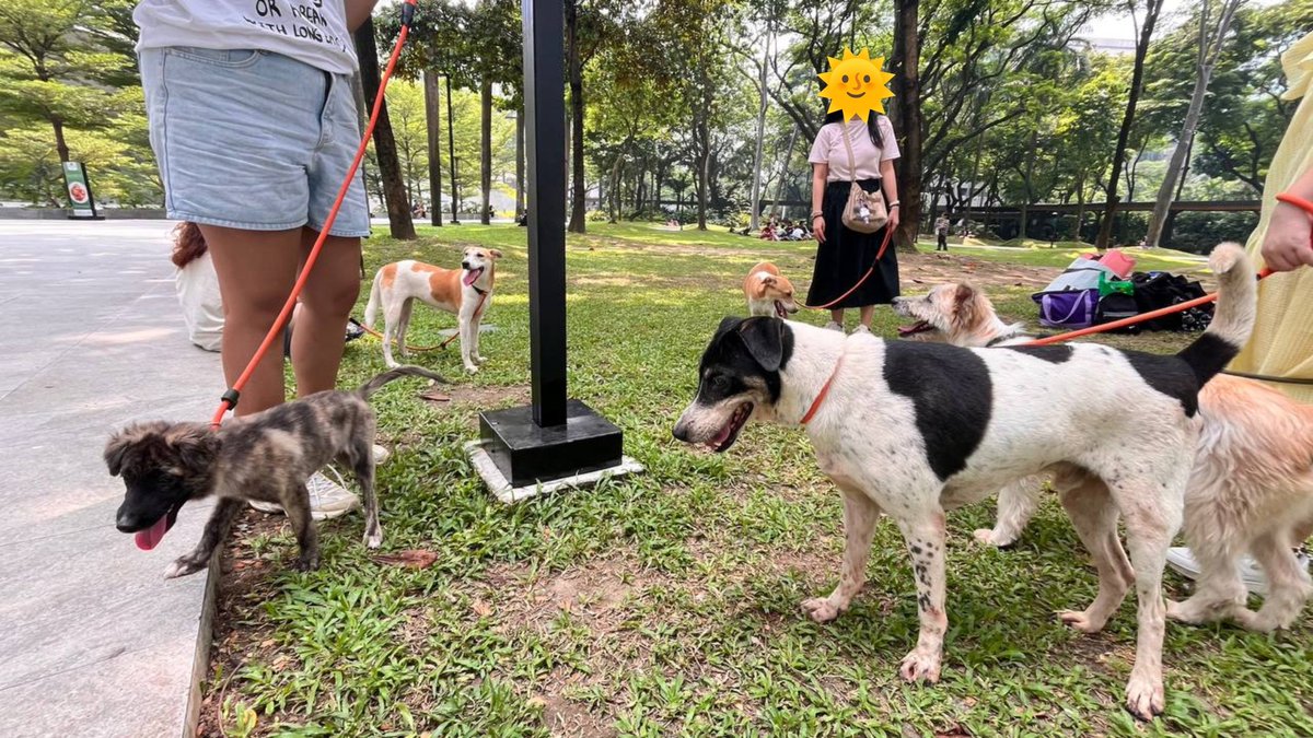 yjhanyx's tweet photo. 100426 😇 #PlayWithYoon
congrats momi @zkdlscoups to your successful event!! and bcs of that i was able to spend the day with this pretty babie, kimmy and other cute doggos! yay!! love u momi 🥹
also with my minion 🍌 PAPOIII!! https://t.co/mItFO1Sgxn