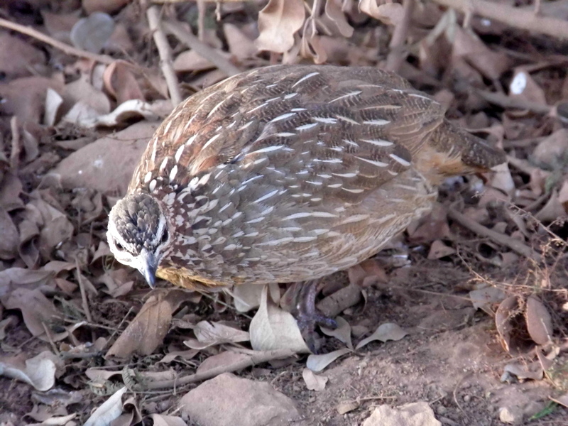 WillKnocker's tweet photo. Such a pretty little galliform: the strident voice of the bush...
#CrestedFrancolin 
#nnpat80 https://t.co/pI17wYcqJq