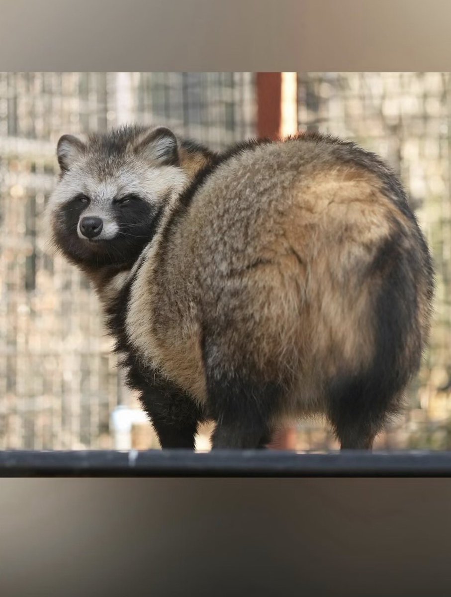 paperparrot_'s tweet photo. Meet Japans Raccoon dog
Japan’s tanuki looks like a raccoon, sits like a stuffed toy, and is neither. It is a dog. A real canid. The mask is fur. 
I want two https://t.co/MeiuRNj2TI