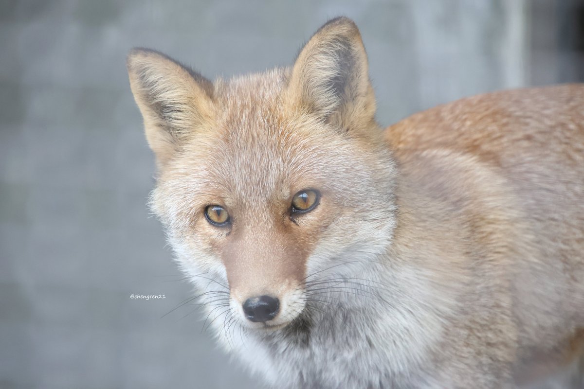 chengren21's tweet photo. お顔も目の色も美しいね…
河北町児童動物園 ツバキ♀
#天狐の日だしTLを狐で埋める https://t.co/P3aoMLnb4a
