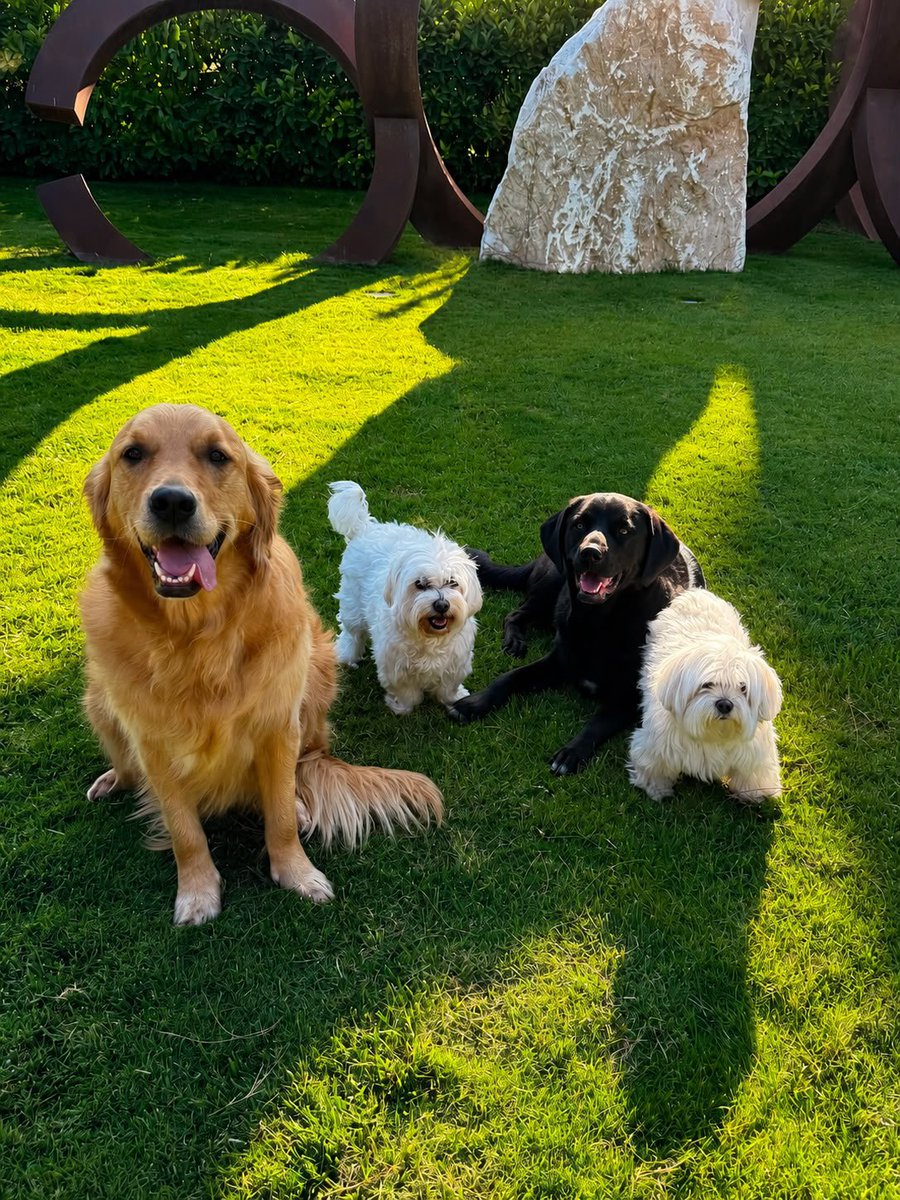 AhmetGunestekin's tweet photo. Kucağımdaki Köpek, İçinizdeki Öfke

Amedspor Kulüp Başkanı Nahit Eren ve Yönetim Kurulu Üyesi Narin Nadirov benim dostlarım. Hafta sonuna denk gelen ziyaretlerinde onları evimde ağırladım. Bir gazeteci de bu gayet doğal buluşmayı iyi niyetle haberleştirdi.

Fotoğraflardan birinde kucağımda köpeğim vardı. Evimdeki canların en yaşlısı. Yanımdan pek ayrılmaz, kucağımda olmayı sever. Ben de onu kucağımda tutmayı severim.

Sonra fotoğrafın altına yazılanları gördüm.

Kucağımdaki bir köpek üzerinden dostlarıma, bana, yaşam biçimimize, hatta inancımıza kadar uzanan hakaretler…

Hayvanlar aleminde ona köpek denir. Ama evinizin eşiğinden içeri girdiği gün ona bir isim verirsiniz. O artık Modi’dir, Rodi’dir, Stella’dır, Reşo’dur.

Kedilerim de var: Mem ve Zin.

Her birinin ayrı huyu, ayrı sevinci, ayrı korkusu var. Gözünüzün içine bakarlar. Sesinizden ne halde olduğunuzu anlarlar. Riyakar değiller, yalan söylemiyorlar, iftira atmıyorlar. Servetinizle, makamınızla, şöhretinizle ilgilenmiyorlar.

Sizi olduğunuz gibi seviyorlar.

Yirmi yılı aşkın süredir stüdyolarımın bulunduğu bölgelerde sokakta yaşayan hayvanların bakımına destek oluyorum. Barınaklara yardım ediyorum. Güneştekin Vakfı da öğrencilerin ve ihtiyaç sahiplerinin yanında olduğu gibi, imkanları ölçüsünde sokakta yaşayan canlılara destek oluyor.

Çünkü doğayı korumak, içindeki canlıyı da korumaktır. Hayatı sevmek, canlıyı sevmektir.

Bir köpekten nefret edip insan sevgisinden söz etmek bana eksik geliyor. Hele bunu din adına yapıyorsanız, önce merhameti hatırlamak gerekir.

Kur’an’da köpeği haram ilan eden bir ayet yoktur. Kehf suresinde mağaranın girişinde insanlarla birlikte bekleyen köpekten, Maide suresinde eğitilmiş av hayvanlarından söz edilir. Yüzyıllar içinde oluşmuş farklı fıkhi yorumları Allah’ın değişmez hükmü gibi başkasının hayatına dayatmak doğru değildir.

Bir de yaşadığım evden, sahip olduğum imkanlardan hareketle bütün bunları Kürt kimliğime yakıştıramayanlar olmuş.

Ben Batman’dan çıktım. Hayatım boyunca çalıştım, ürettim. Bugün Boğaz’a bakan bir evde yaşıyor, dünyanın farklı şehirlerinde çalışabiliyorsam bunu hiçbir zaman bir üstünlük olarak görmedim. Ama bunun için kimseden özür dileyecek de değilim.

Bir toplum kendi içinden çıkan insanların iyi yerlere gelmesini kendisine yakıştıramıyorsa, en büyük haksızlığı kendisine yapar.

Köklerimi hiç unutmadım. Köklerime bağlı olmak, dallarımın dünyaya uzanmasından utanmamı gerektirmez.

Yorumlara bakıyorum. Kocaman laflar… Kendi düşüncesi olmadığı belli olan, yapay zekadan ödünç alınmış cümlelerle hükümler verenler… Kullandığı kavramın anlamını bilmeden büyük sözler söyleyenler…

Ben bu linçlere yabancı değilim.

Ama küçük bir azınlığın öfkesini bir halka mal etmek de o halka haksızlıktır. Yıllardır gördüğüm sevgi ve saygıyı birkaç öfkeli sesin gürültüsüyle karıştırmam.

Birkaç dalganın öfkesi okyanusun büyüklüğünü küçültmez.

Ben Modi, Rodi, Stella, Reşo, Mem ve Zin’le yaşamaya, sokaktaki bir canlıya da gücüm yettiğince sahip çıkmaya devam edeceğim.

Çünkü merhamet zayıflık değildir. İnsanlıktır.

Kucağımdaki köpekten rahatsız olabilirsiniz.

Ama asıl bakmanız gereken yer benim kucağım değil, içinizde büyüttüğünüz öfkedir.