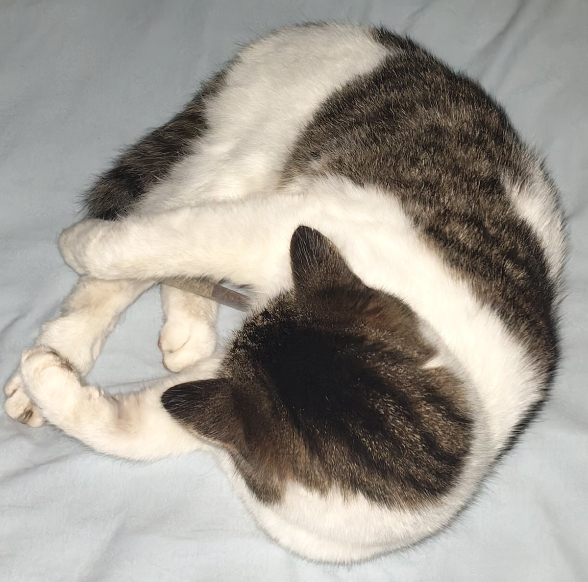 Theboredguy4's tweet photo. Cat with human catnip. And she's protecting it like it's hers. ❤️Lil Queen https://t.co/x8Wspa6lwC