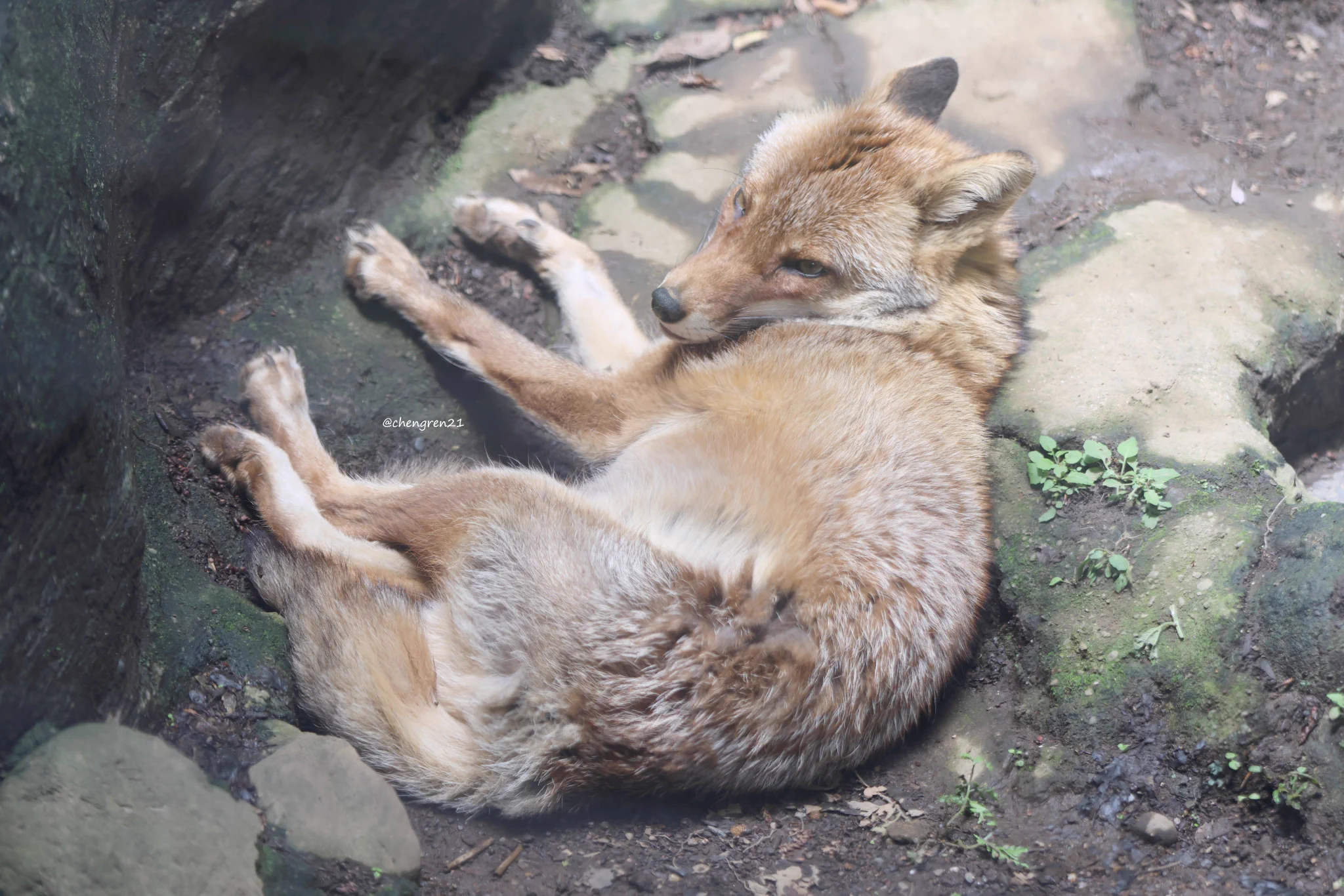 Cheng-Ren🦊🐺11/8狐オンリー青01 (@chengren21) / X
