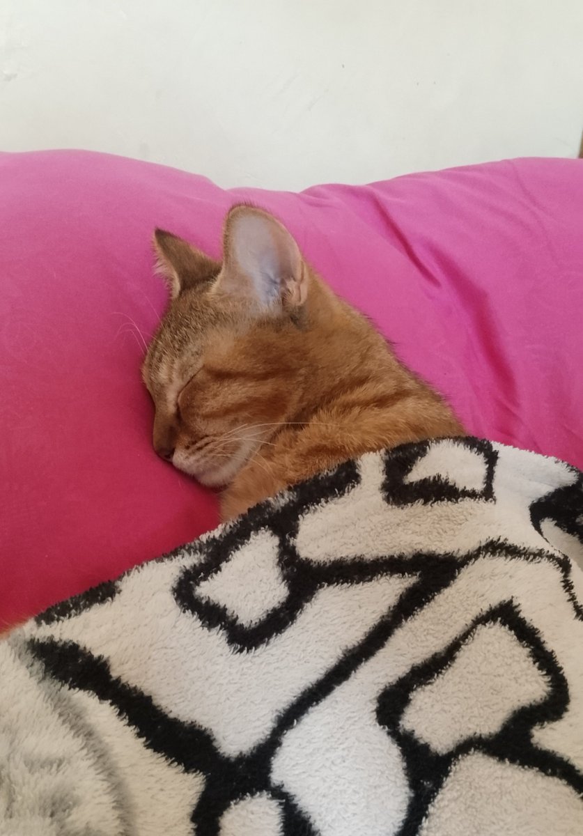 usagipinjol's tweet photo. Sekarang adeknya ngerti fungsi selimut?! https://t.co/MJpNIOKEbF