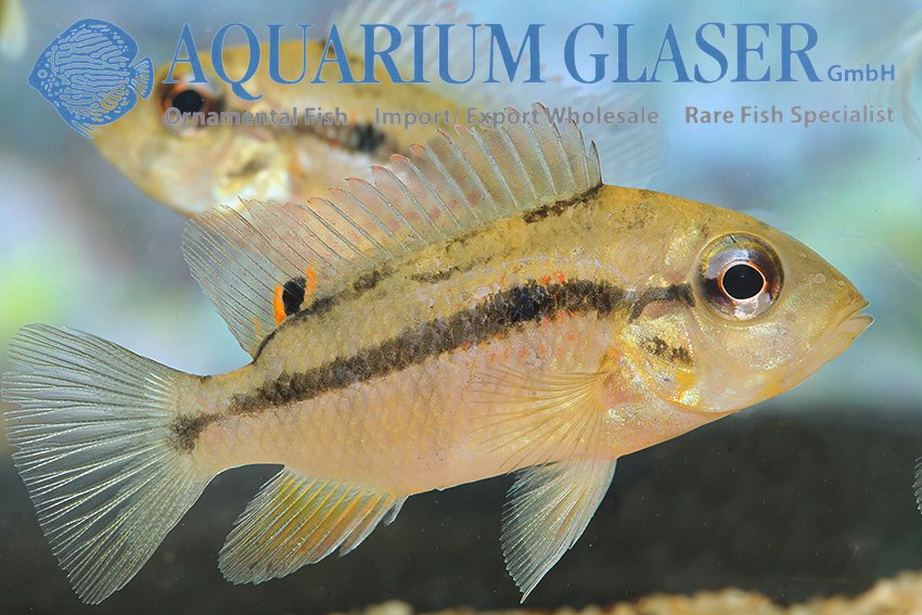 aquariumglaser's tweet photo. #Heterochromis #multidens 
find more details and pics @ https://t.co/P8AQWJUB0n https://t.co/wCVeQgTG55