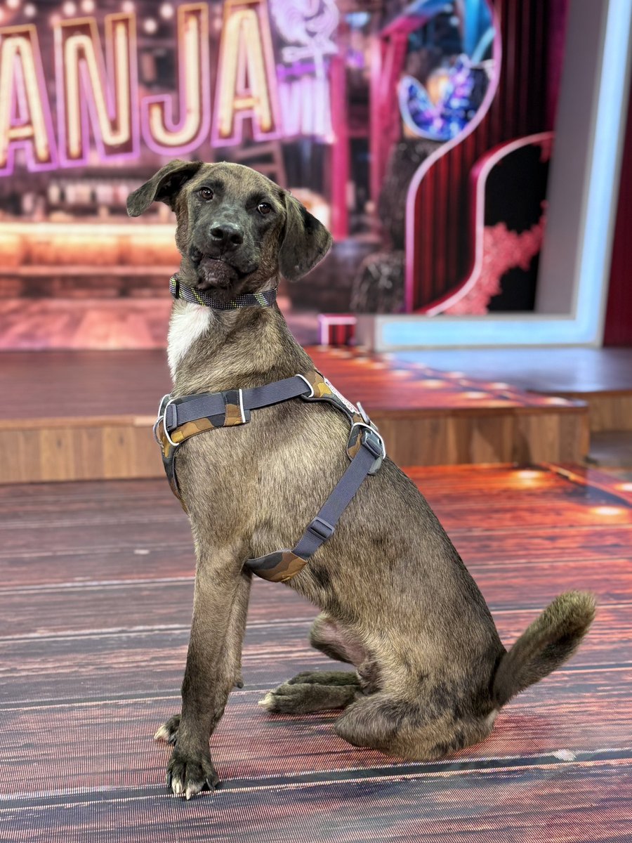 lagranjavipmx's tweet photo. ¡Bienvenido hermoso lomito! 🐶✨ Tu aventura comienza aquí y ten por seguro que TODOS cuidaremos de ti. ❤️🐓

#LaGranjaVPMX #LaGranja #GranjaVIP #LaGranjaVIPMX https://t.co/Eyi9ztOh0V