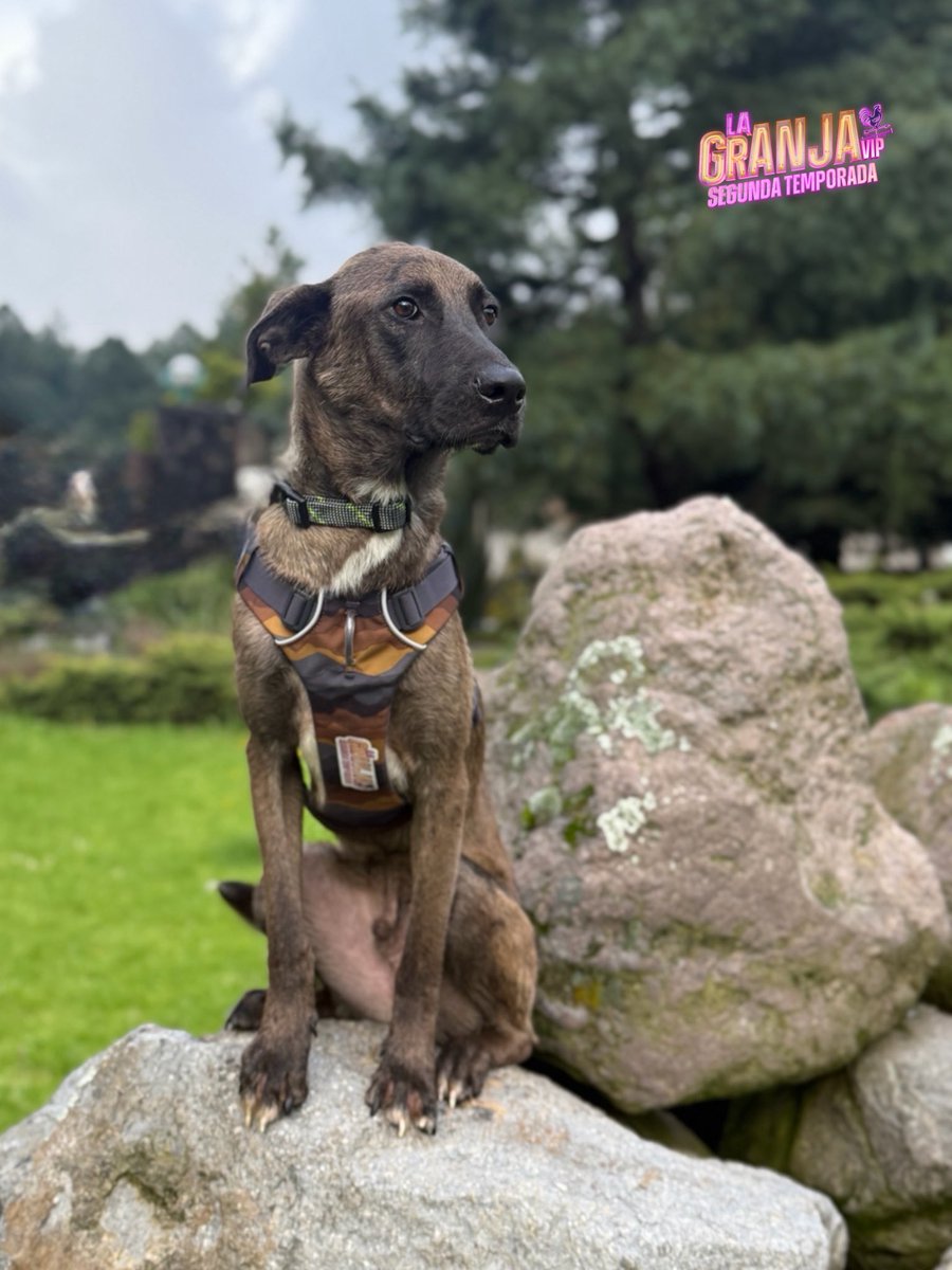 lagranjavipmx's tweet photo. ¡Bienvenido hermoso lomito! 🐶✨ Tu aventura comienza aquí y ten por seguro que TODOS cuidaremos de ti. ❤️🐓

#LaGranjaVPMX #LaGranja #GranjaVIP #LaGranjaVIPMX https://t.co/Eyi9ztOh0V