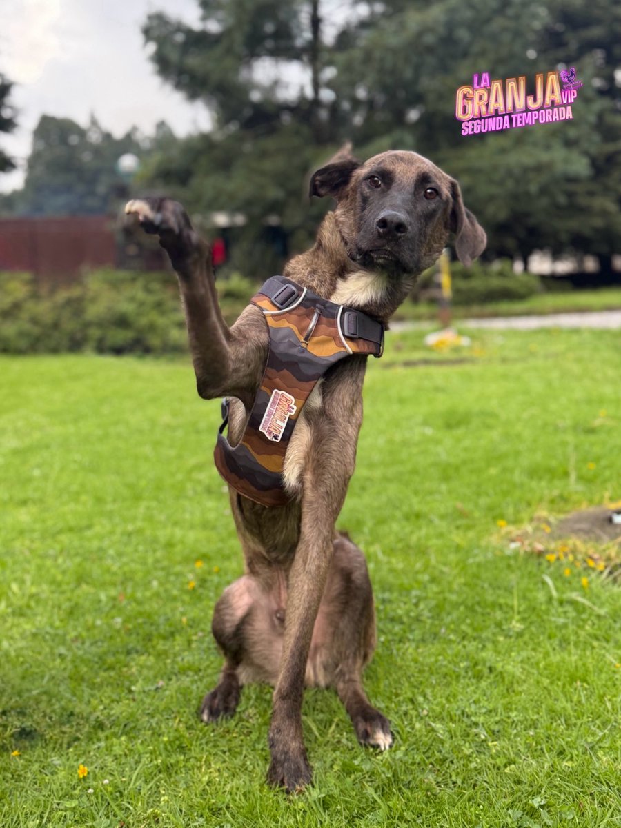 lagranjavipmx's tweet photo. ¡Bienvenido hermoso lomito! 🐶✨ Tu aventura comienza aquí y ten por seguro que TODOS cuidaremos de ti. ❤️🐓

#LaGranjaVPMX #LaGranja #GranjaVIP #LaGranjaVIPMX https://t.co/Eyi9ztOh0V