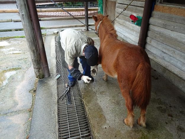 ichikawa_zoo's tweet photo. ２か月に１回、装蹄師さんにウマの蹄（爪）を削蹄してもらっています。ウマは１本指で立っているため、左右の肢（足）、内側と外側のバランスなどで歩き方が変わります。プロはこのような道具で蹄を易々と削りますが、削蹄はとても難しいです。
#市川市動植物園
#ウマ
#テンテン
#ベニー
#削蹄 https://t.co/yzQoC05YyE