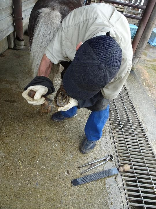 ichikawa_zoo's tweet photo. ２か月に１回、装蹄師さんにウマの蹄（爪）を削蹄してもらっています。ウマは１本指で立っているため、左右の肢（足）、内側と外側のバランスなどで歩き方が変わります。プロはこのような道具で蹄を易々と削りますが、削蹄はとても難しいです。
#市川市動植物園
#ウマ
#テンテン
#ベニー
#削蹄 https://t.co/yzQoC05YyE