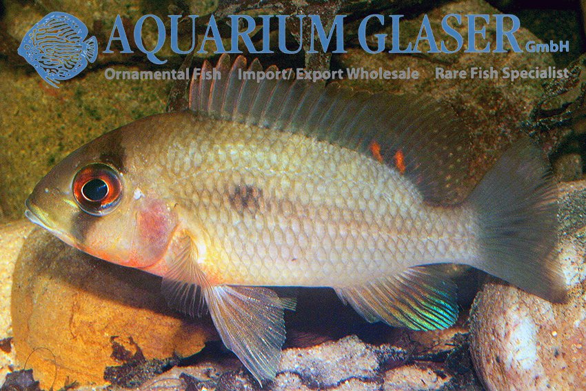 aquariumglaser's tweet photo. #Heterochromis #multidens 
find more details and pics @ https://t.co/P8AQWJUB0n https://t.co/wCVeQgTG55