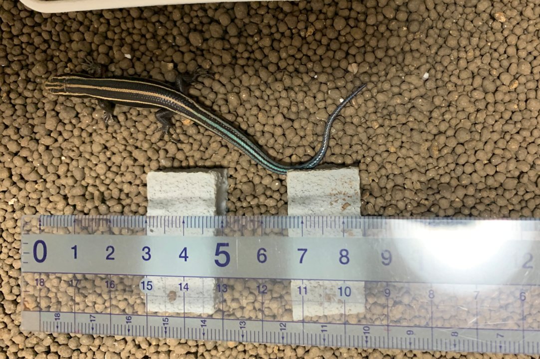 KSKTakky's tweet photo. 【ニホントカゲ飼育の諸先輩方】
教えてください。
画像①：生後3ヶ月
画像②：①の母、先輩二人(ほぼ同サイズ)と同居中

「餌認定」はされるサイズは脱したと思うのですが、チビも同居させても問題なさそうでしょうか？
同居させてる・させてない等、体験談をお聞きしたく…
#ニホントカゲ https://t.co/EBX5kiDACL