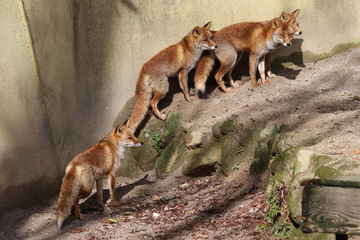 chengren21's tweet photo. 🦊🦊🦊🦊
安佐動物公園 ケンタ♂🌈 ユウタ♂ コウタ♂ すずな♀🌈
#天狐の日だしTLを狐で埋める https://t.co/nm69rQNpCz