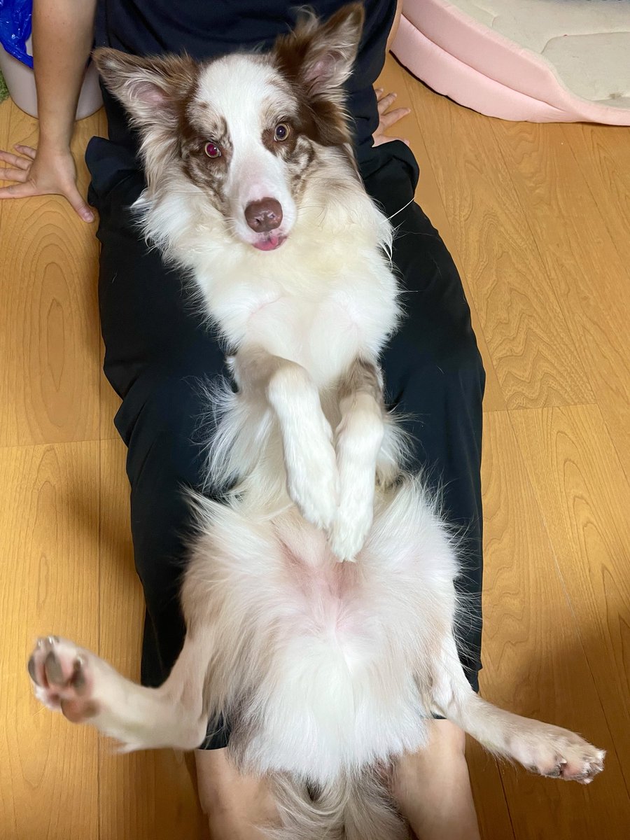 ryla_chocomarl's tweet photo. ぼくの特等席 https://t.co/M7Qk25sSKs