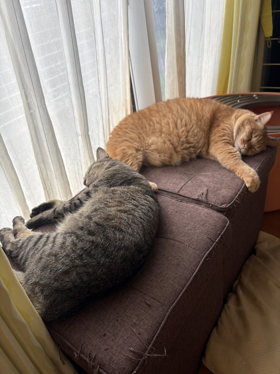 kagisuzu0531's tweet photo. 猫ってなんでこんなに
気持ちよさそうに寝るんでしょうね https://t.co/Jit2FJ8r7O
