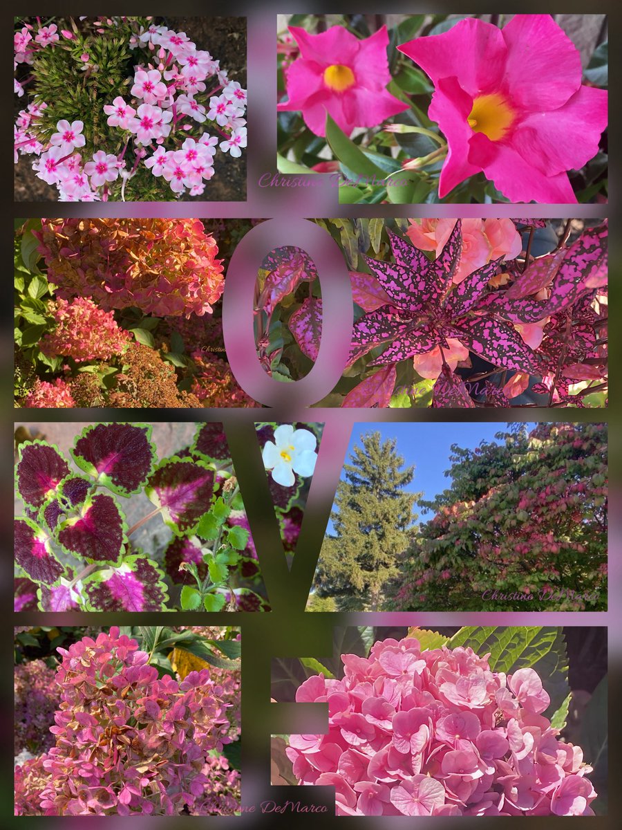 christinedemar's tweet photo. October 5th is recognized as World Teachers' Day, an international observance established by UNESCO to honour educators worldwide.
Also today is the 
feast day of Saint Maria Faustina Kowalska. A Polish nun &amp; mystic born as Helena Kowalska in 1905.
#MagentaMonday
#MyGarden https://t.co/IjCXoaBNmp