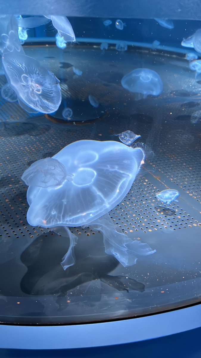 mirukubin's tweet photo. もとまち水族館にきたよー( ´ ▽ ` )久しぶりに水族館に来たなぁ。 https://t.co/cEzIRhcHwm