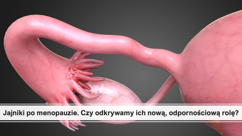AgnieszkaSzust3's tweet photo. 🧵Zainteresował mnie artykuł w „Science” sugerujący, że po zakończeniu okresu rozrodczego jajniki mogą nabierać cech narządu odpornościowego. Jako immunolożka od razu zadałam sobie pytanie: czy oznacza to dodatkową ochronę organizmu, czy raczej kolejne miejsce, w którym rozwija https://t.co/HumNPbEY4T